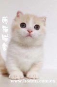 猫舍纯正英短蓝白 渐层 美短 折耳猫 保证健康