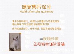 猫舍纯正英短蓝白 渐层 美短 折耳猫 保证健康