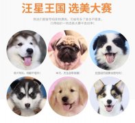 广州犬舍直销—品种齐全【纯种可上门自提】签协议三包