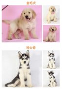 广州犬舍直销—品种齐全【纯种可上门自提】签协议三包