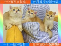 纯种金渐层找新家 英短猫 银渐层 蓝金 性格温顺 无病无廯 