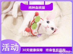 高颜值的德文猫宝宝 健康保障 纯种血统价格合适哦~